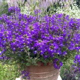 Foltz plant