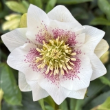 Foltz plant