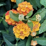 Foltz plant