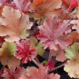 Foltz plant