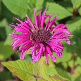 Foltz plant