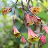 Foltz plant