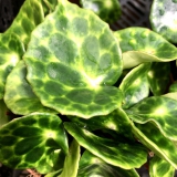 Foltz plant