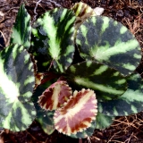 Foltz plant