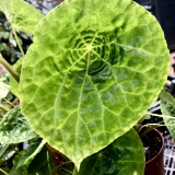 Foltz plant