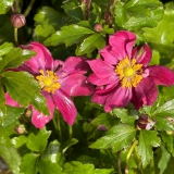 Foltz plant