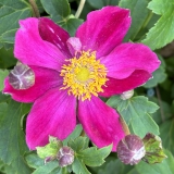 Foltz plant