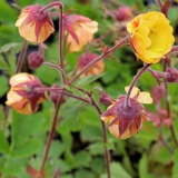 Foltz plant