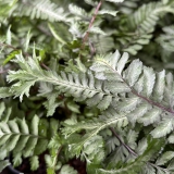 Foltz plant