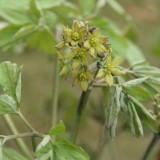 Foltz plant