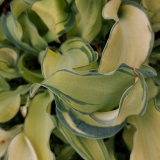 Foltz plant