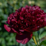 Foltz plant