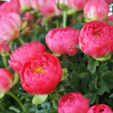 Foltz plant