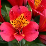 Foltz plant