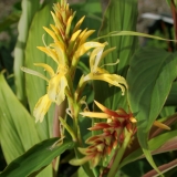 Foltz plant
