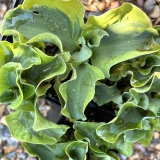 Foltz plant