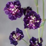 Foltz plant