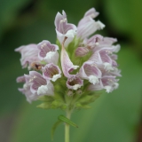 Foltz plant
