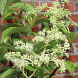 Foltz plant