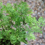 Foltz plant