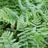 Foltz plant