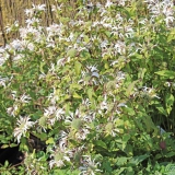Foltz plant