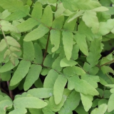 Foltz plant