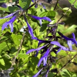 Foltz plant