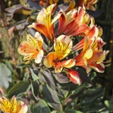 Foltz plant