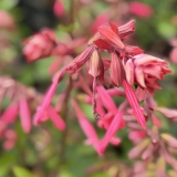 Foltz plant
