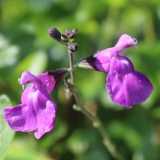 Foltz plant