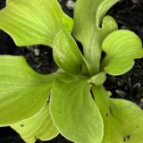 Foltz plant