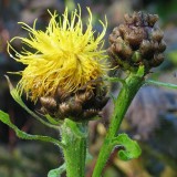 Foltz plant