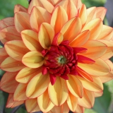 Foltz plant