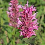 Foltz plant