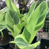 Foltz plant