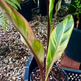 Foltz plant
