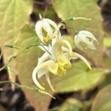 Foltz plant