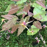Foltz plant