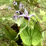 Foltz plant