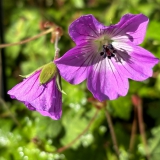 Foltz plant