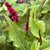 Foltz plant