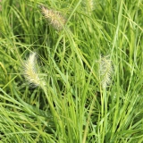 Foltz plant
