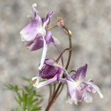 Foltz plant