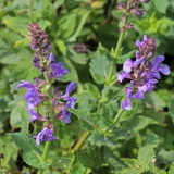 Foltz plant