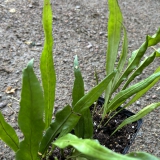 Foltz plant