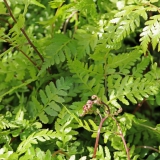 Foltz plant