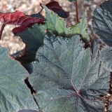 Foltz plant