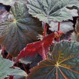Foltz plant