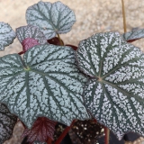 Foltz plant